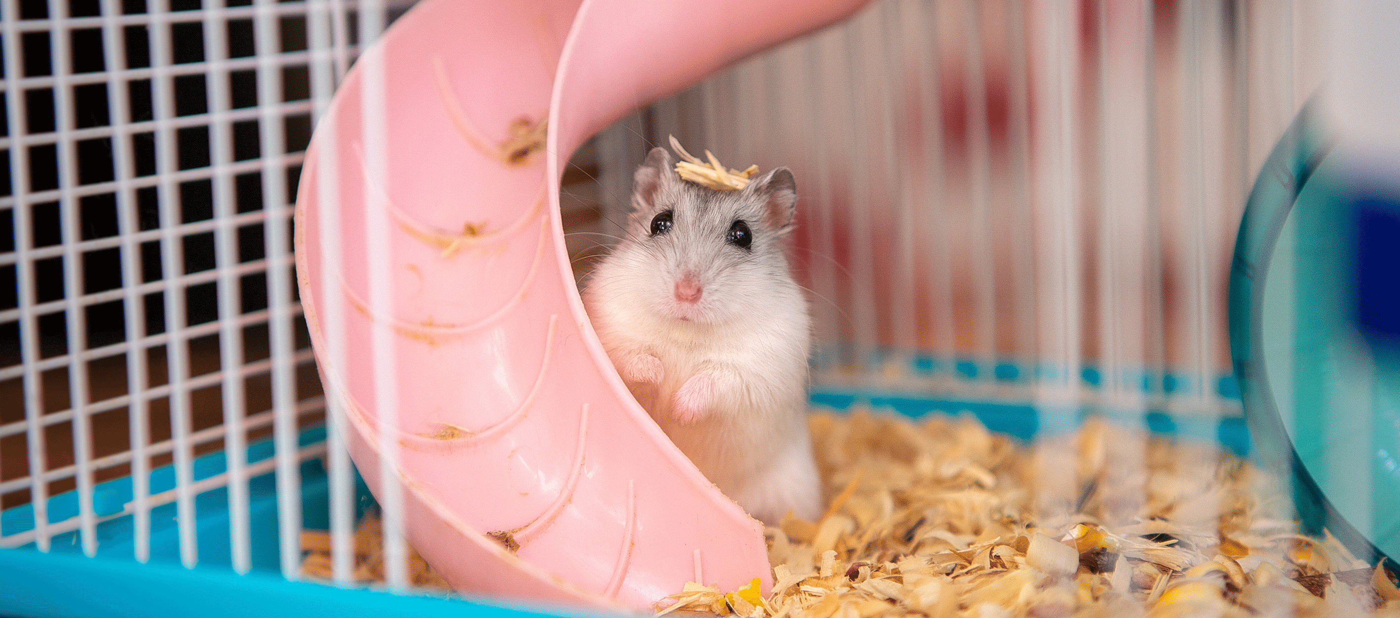 pet hampster in a cage