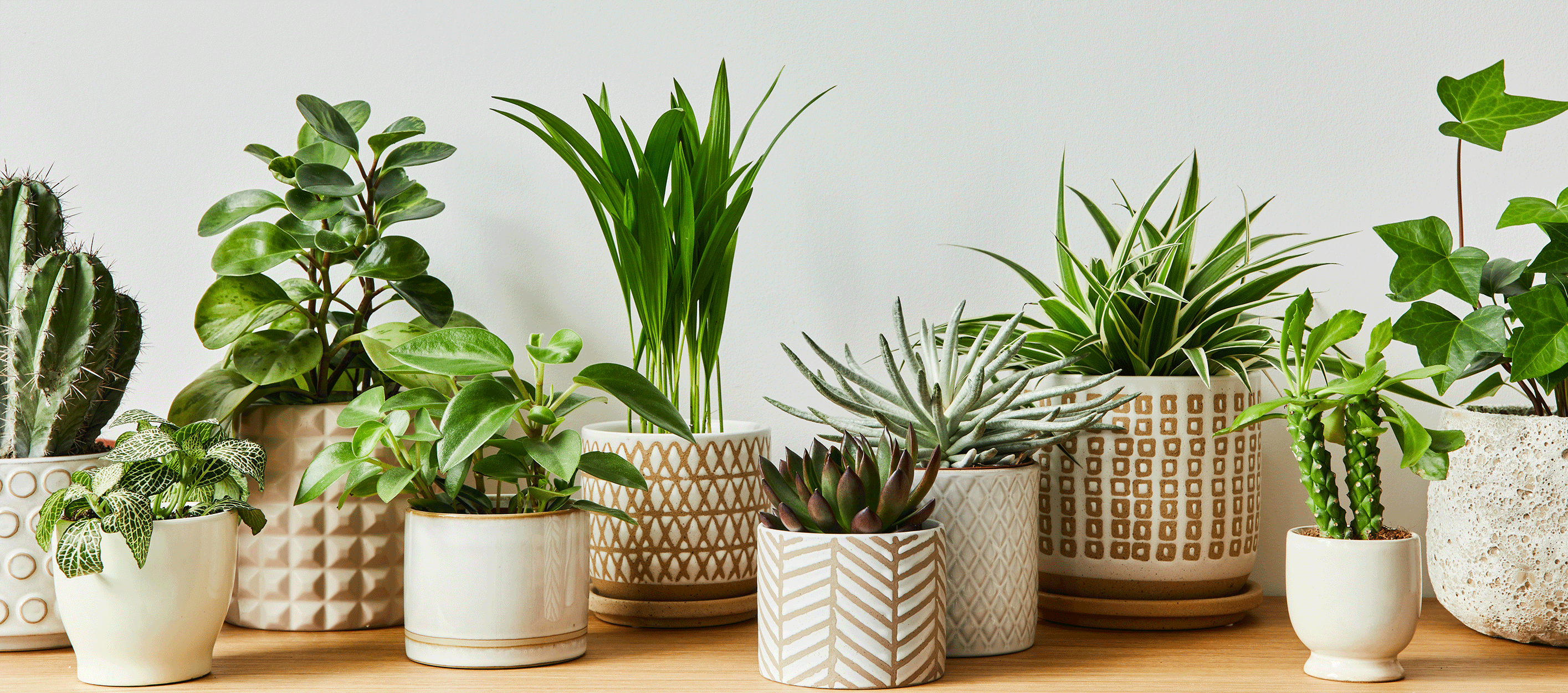 table with lots of house plants