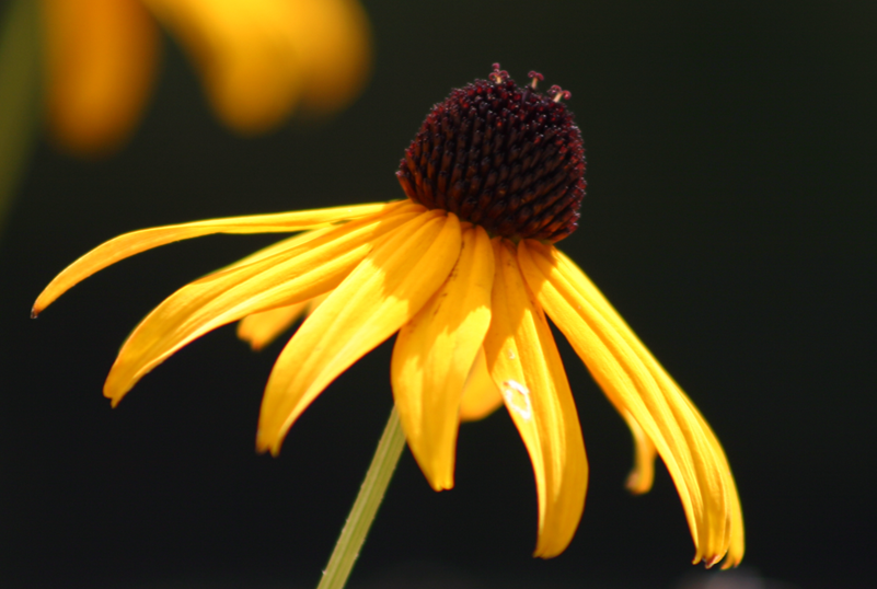 blackeyedsusan