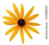 Black-Eyed Susan Black-Eyed Susan