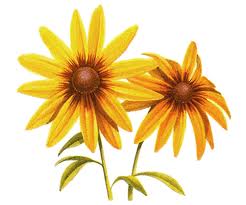 BlackEyedSusan