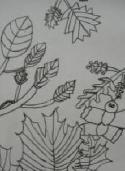 /uploadedImages/schools/forestknollses/specials/art/gallery/grade2/leaves1.jpg