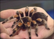 trantula