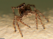 spider