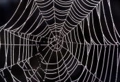 spider3