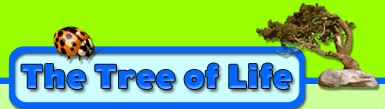 tree of life