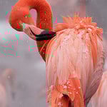 zooflamingo