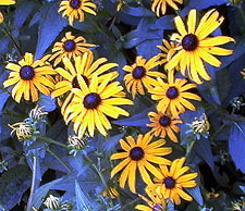 Black-Eyed Susan Flower
