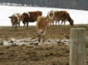 /uploadedImages/schools/briggschaneyms/gallery/Dairy Farm Dec 2013 2013-12-17 012.JPG