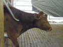 /uploadedImages/schools/briggschaneyms/gallery/Dairy Farm Dec 2013 2013-12-17 021.JPG