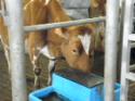 /uploadedImages/schools/briggschaneyms/gallery/Dairy Farm Dec 2013 2013-12-17 023.JPG