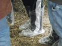 /uploadedImages/schools/briggschaneyms/gallery/Dairy Farm Dec 2013 2013-12-17 026.JPG