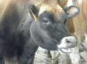 /uploadedImages/schools/briggschaneyms/gallery/Dairy Farm Dec 2013 2013-12-17 035.JPG