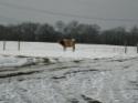 /uploadedImages/schools/briggschaneyms/gallery/Dairy Farm Dec 2013 2013-12-17 046.JPG