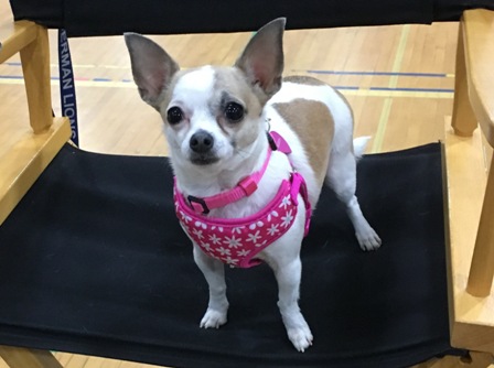 Dog - Legally Blonde Dog - Legally Blonde