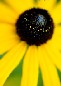 Black Eyed Susan Flower