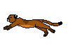 running cougar