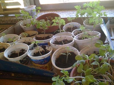 garden2