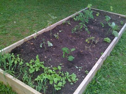 garden4